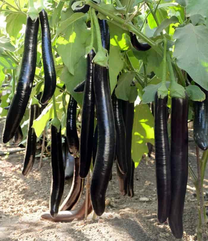 تصویر 3 از خرید و فروش بادمجان بلند آسیایی با شرایظ فوق العاده